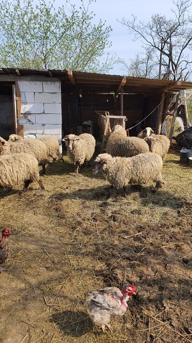 oi de vinzare un berbec zece oi si 3melute