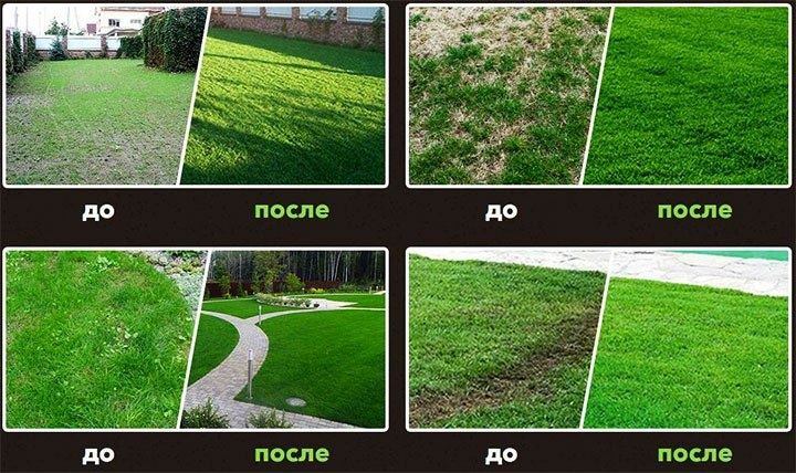 Комплексный уход за газоном и хвойными.