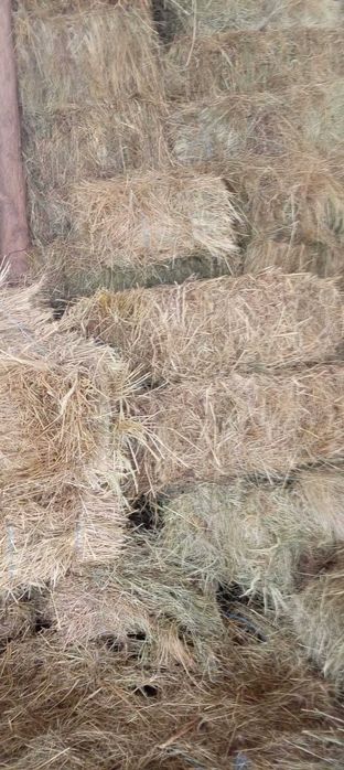 vand baloti fan , podul brosteni