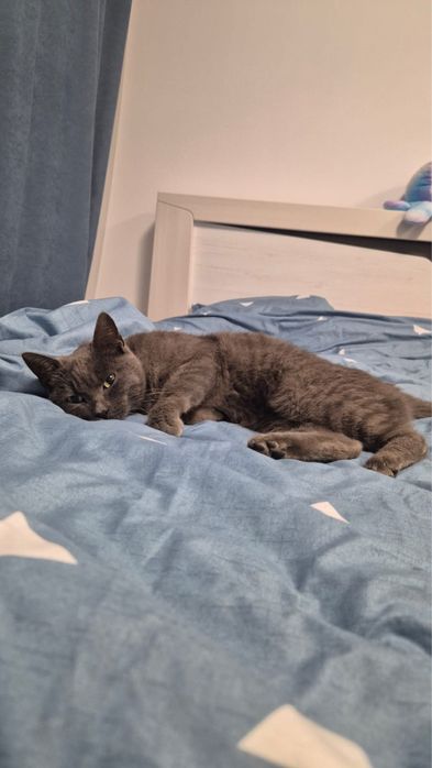 Кошка в добрые руки!