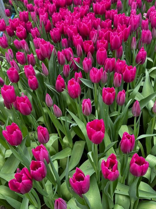 Тюльпаны Оптом напримую с теплицы