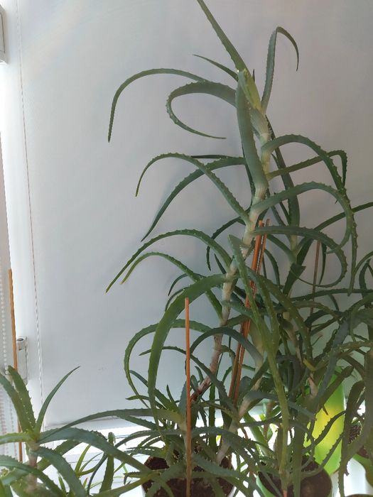 АЛОЭ домашний многолетний.