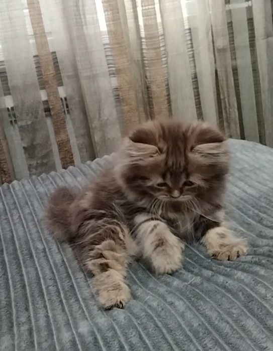 Шикарная Шотландская девочка..