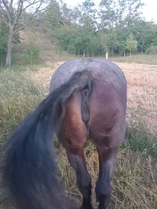 Vand iapa a fata mare grosa
