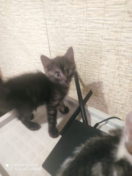 Котята 2 месяца