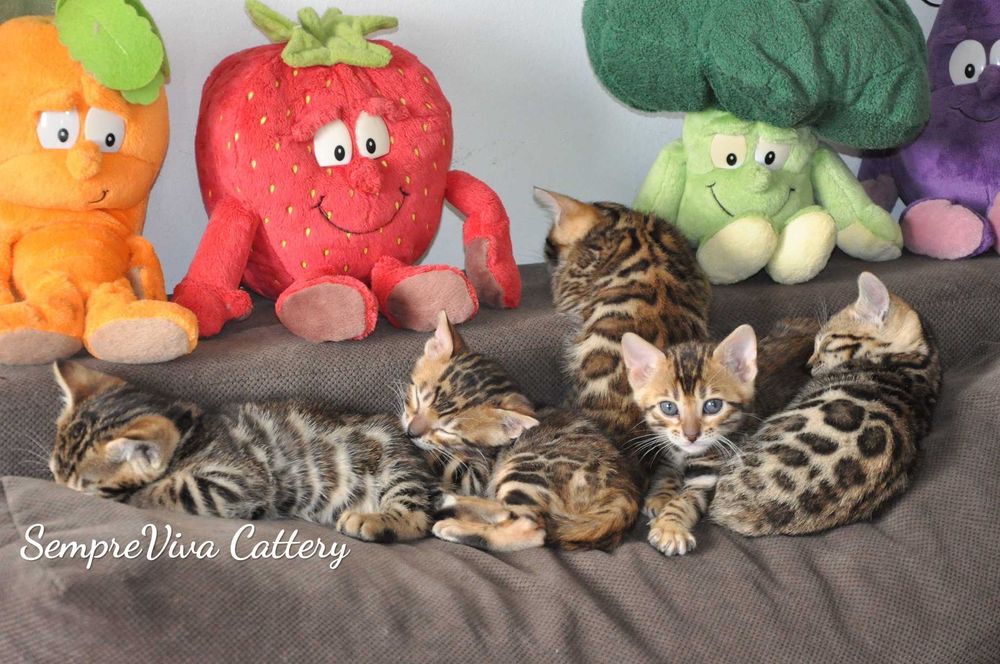 Бенгалски котета