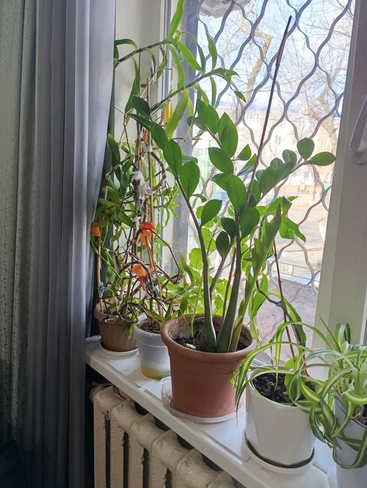 Продаём комнатные цветы