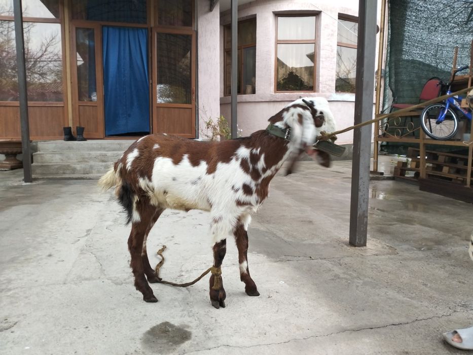 Таза қанды битал