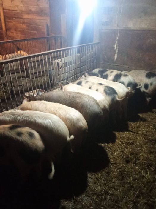 Продам свиней 6 мес