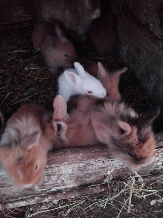 Vând iepuri uriaș german