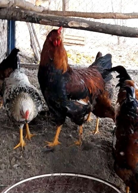 Juja xurozlar xar xil rangli