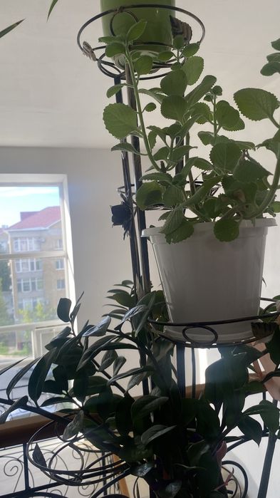 Продам Мяту