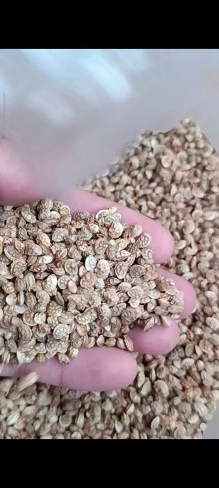 Семена Эспарцета