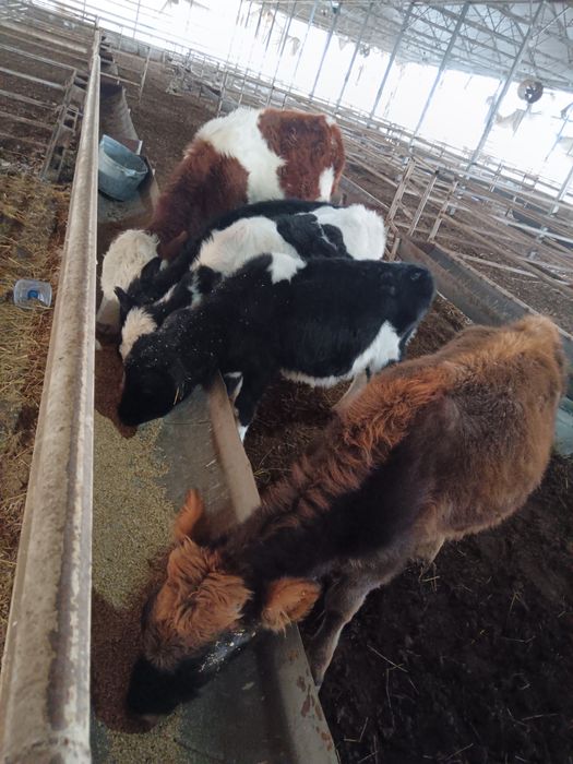 Бузаулар сатылады