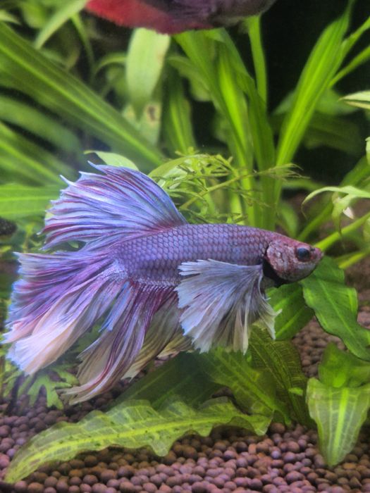 Петушок слоновье ухо(дамбо)