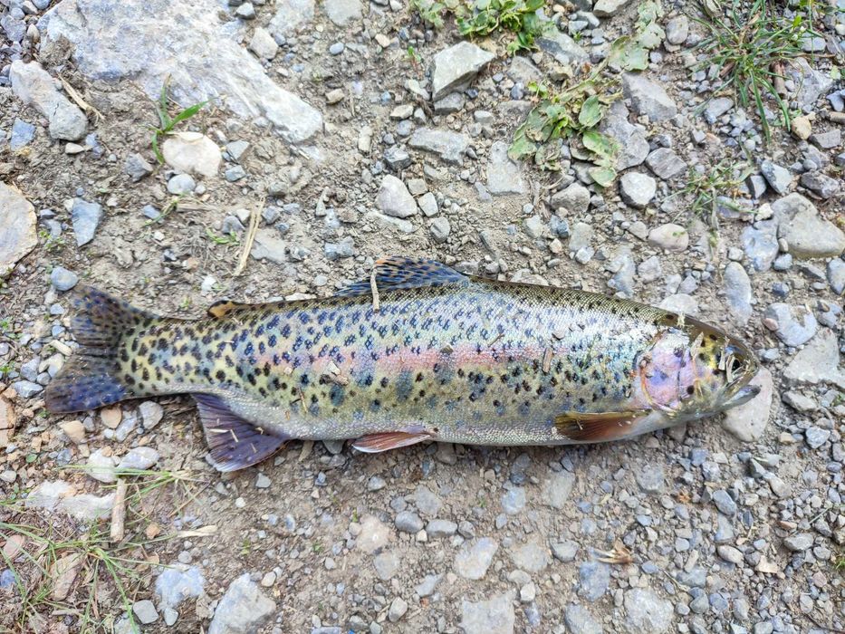 Экскурсионные походы по горам Узбекистана, так же рыболовные туры