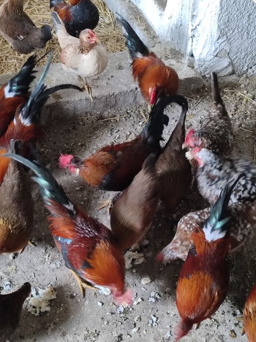 Gâinuși și Cucoșei  Americani