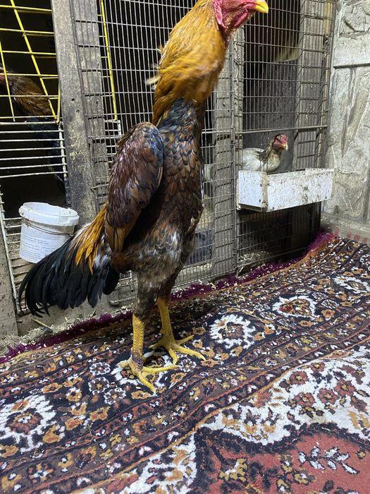 Продам о шамо  наталия