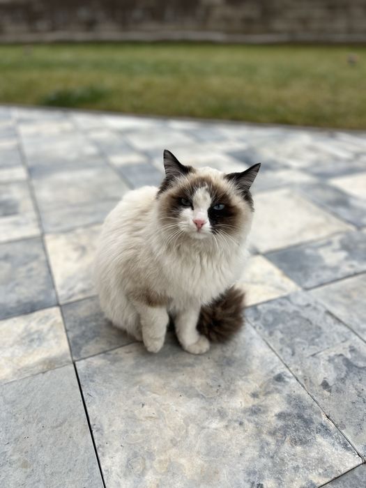 Продам породистую кошку