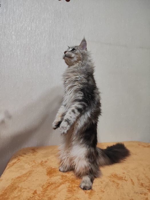 Кошечка  Мейн-кун