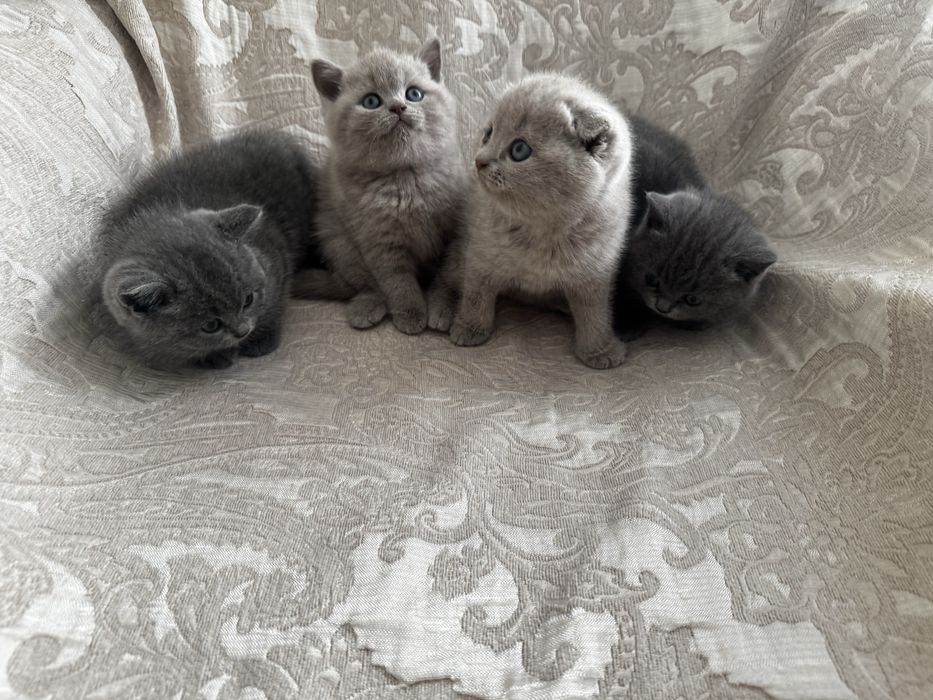Кошка    шотландцы