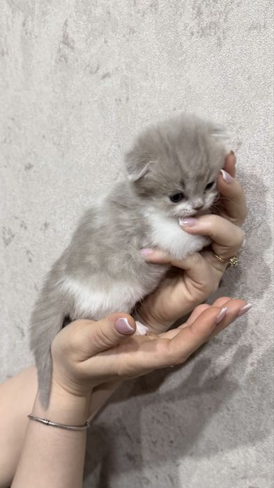 Продам очаровательных милых котят