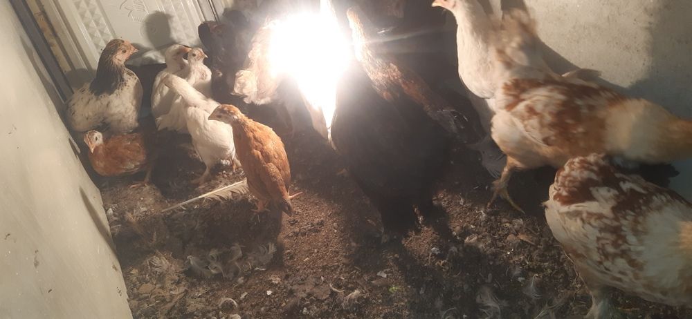 Продам цыплят домашний
