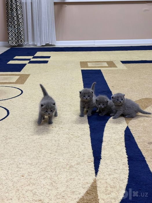 Кошка мушукчалар сотиладии