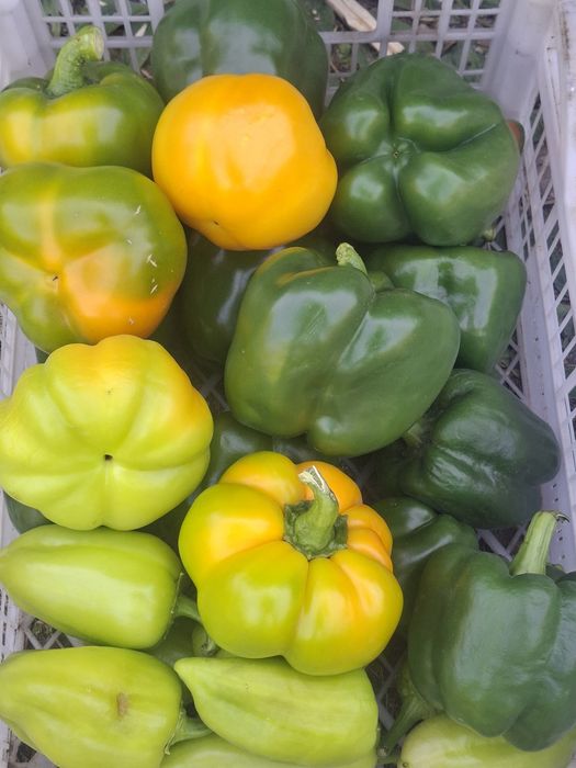Продам баклажаны , перец.