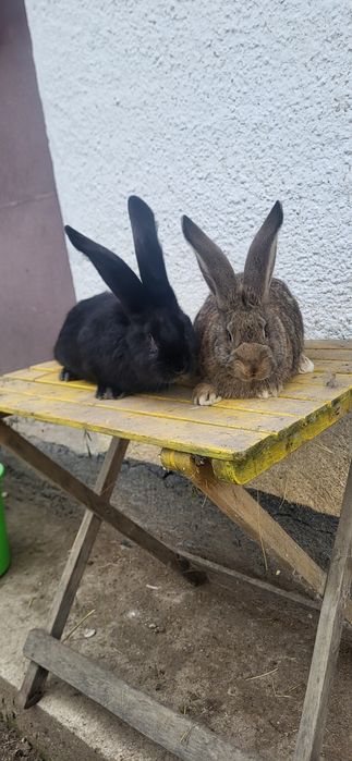 Vand Iepuri Uriași German