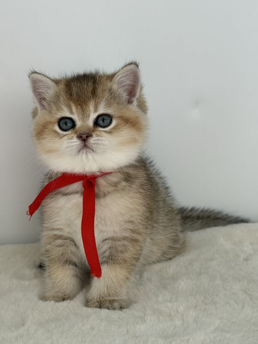 British golden ticked tabby