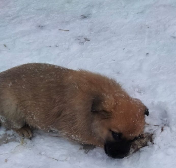 Отдам щенка в добрые руки