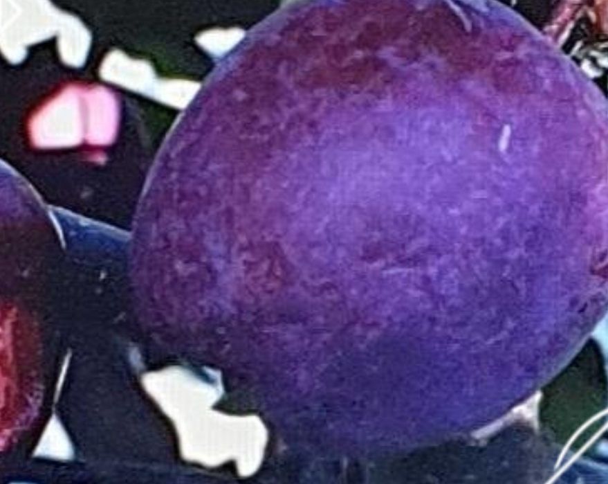 Mar Soiul Sfecla Roșie