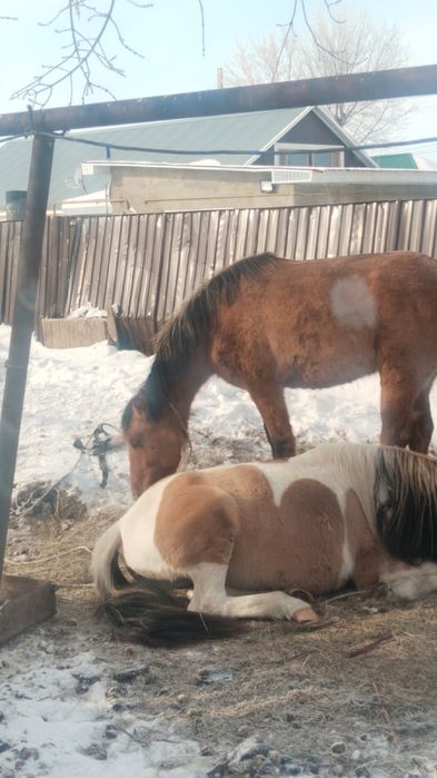 Продам 3 годовалого жеребца