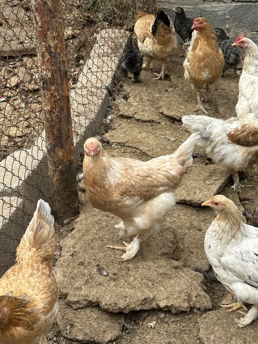 Продам домашних кур-несушек,