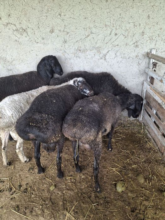 Qazoqi qoʻchqorlar narhiga kelishamiz.