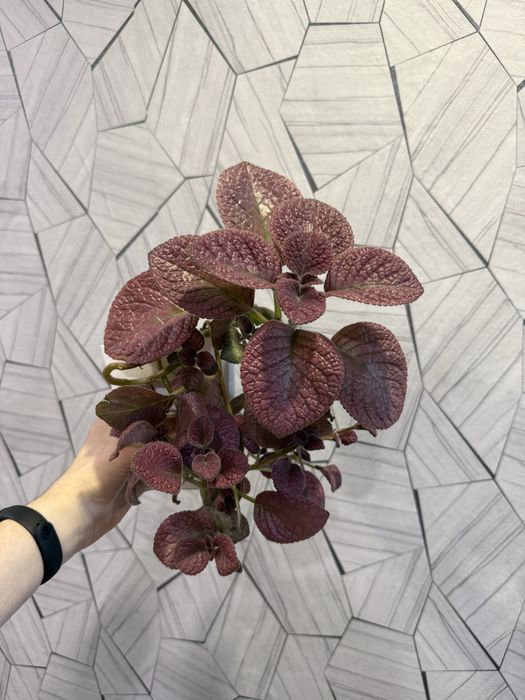 Продам Комнатные цветы