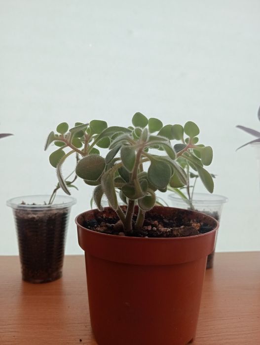 Комнатные цветы  от 1000 тенге.