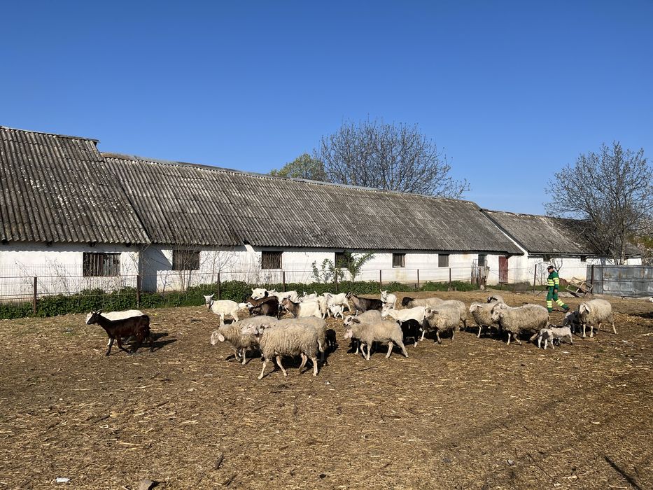 Vand oi +capre turma întreaga