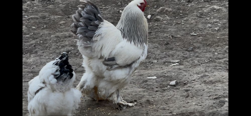 Брама тухумлари сотилади)  Продаются яйца брамы)