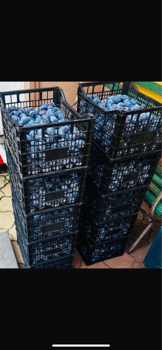 Fructe și Legume Proaspete din Livadă Proprie – Prune, Mere, Ceapă și Usturoi