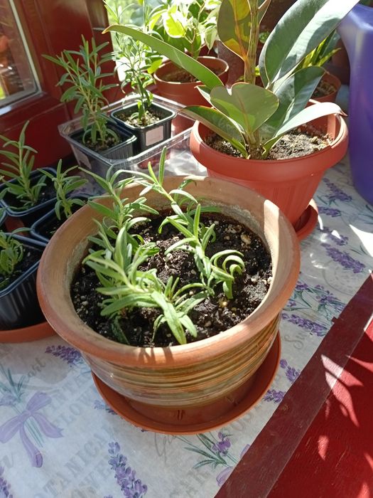 Продам куст и ростки размарина.