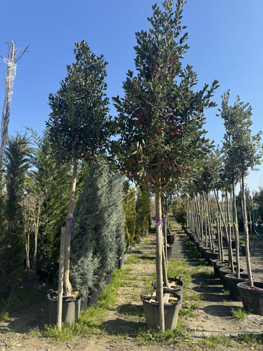 Разсадник Монтана - овошки дръвчета храсти лози