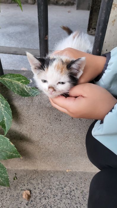 Подарявам  котенца на месец