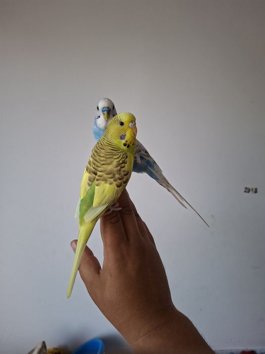 Perusi papagali pereche