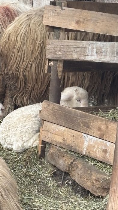 Vand doi miei buni de sacrificat sau de tinut