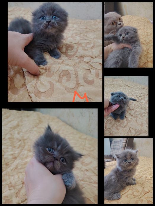 Продаются Шотландские Скотиш Страйт и Фолд