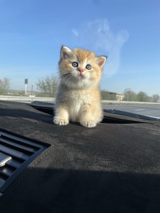 Британская шиншилла золото