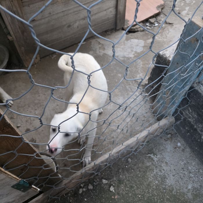 Щенок ,девочка.  4 месяца, с прививками