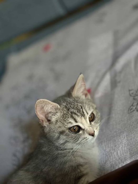 Mushukchalar sotiladi!!!